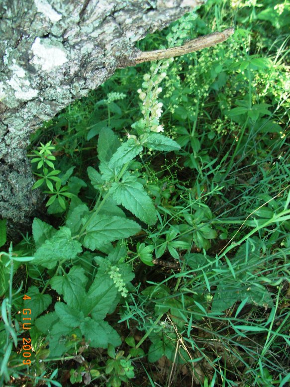 Teucrium flavum